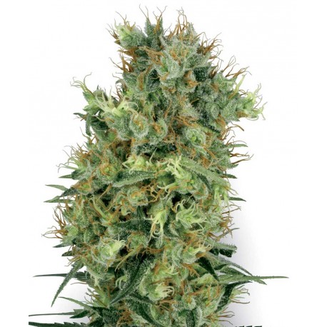 buy cannabis seeds Orange Bud