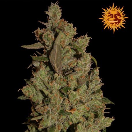 buy cannabis seeds CBD Critical Cure