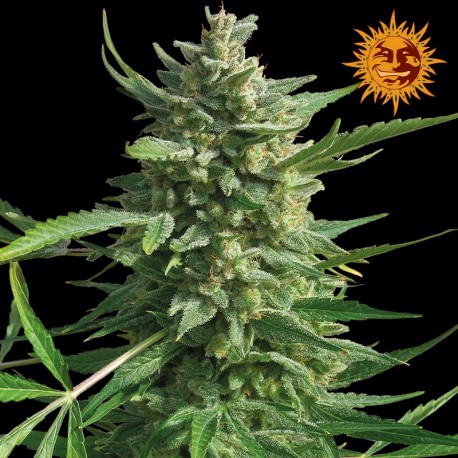 buy cannabis seeds Critical Kush