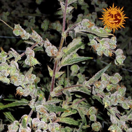 buy cannabis seeds Dr. Grinspoon