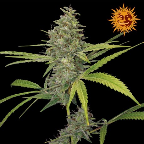 buy cannabis seeds G13 Haze