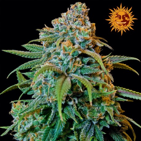 buy cannabis seeds Liberty Haze