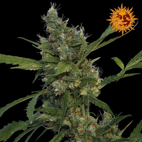 buy cannabis seeds Morning Glory
