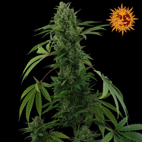 buy cannabis seeds Pineapple Express Auto