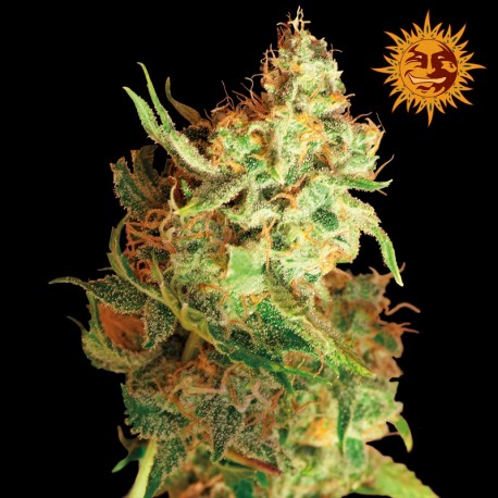 buy cannabis seeds Red Dragon