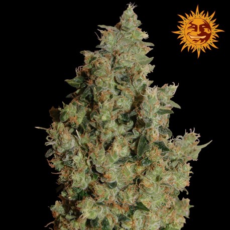 buy cannabis seeds Tangerine Dream