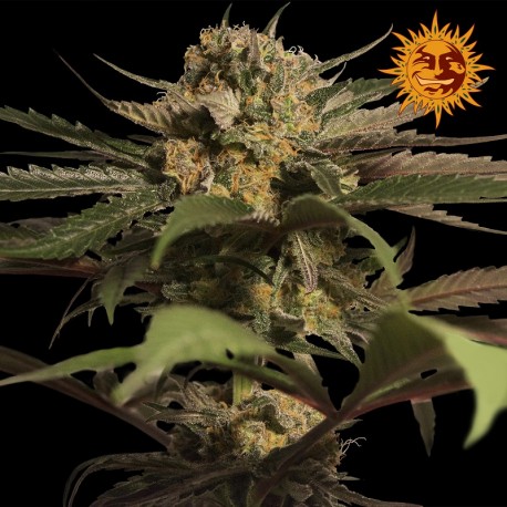 buy cannabis seeds Violator Kush