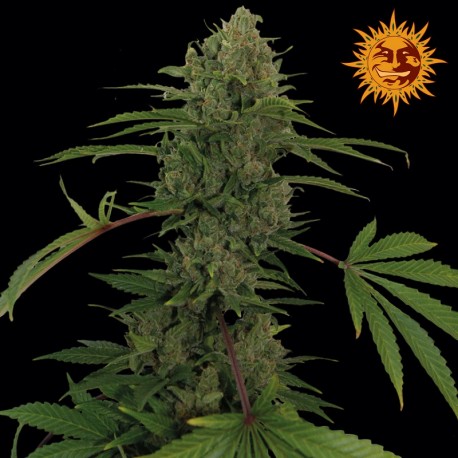 buy cannabis seeds Critical Kush Auto