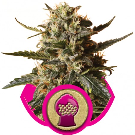 buy cannabis seeds Bubble Gum XL