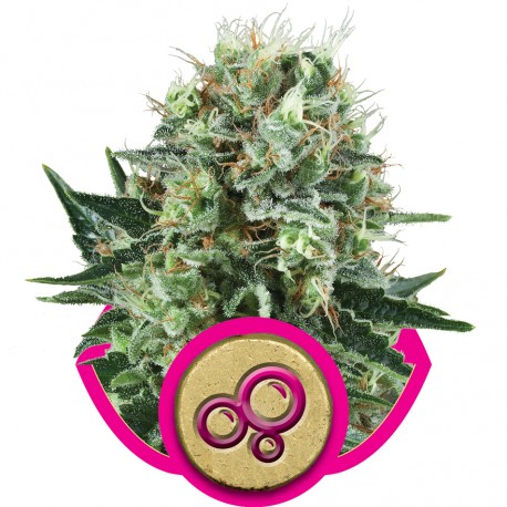 buy cannabis seeds Bubble Kush