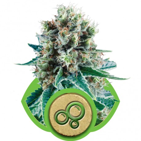 buy cannabis seeds Bubble Kush Automatic