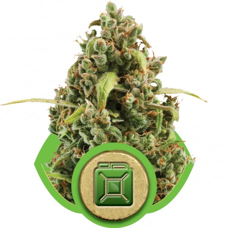 buy cannabis seeds Diesel Automatic