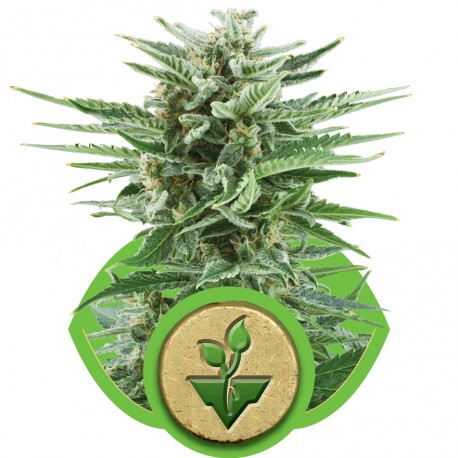 buy cannabis seeds Easy Bud