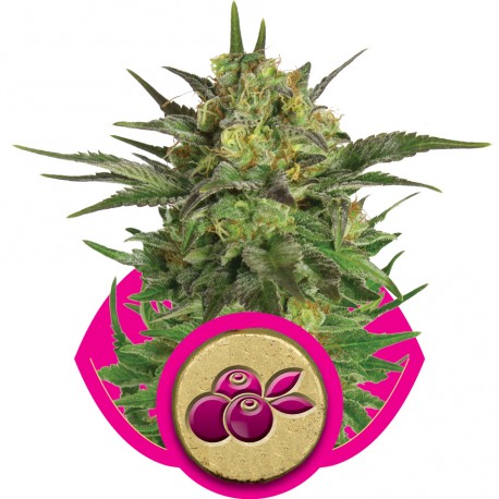buy cannabis seeds Haze Berry