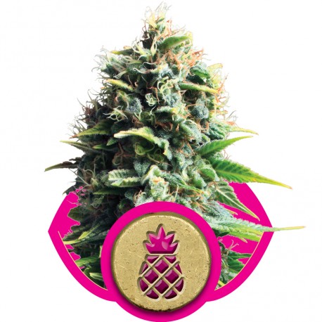 buy cannabis seeds Pineapple Kush