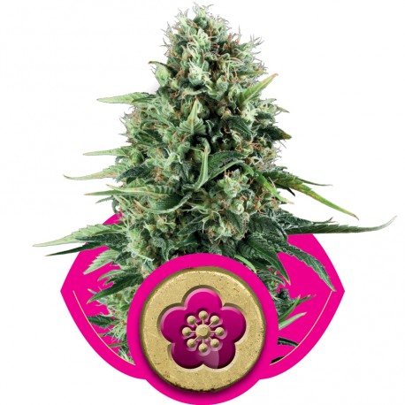 buy cannabis seeds Power Flower