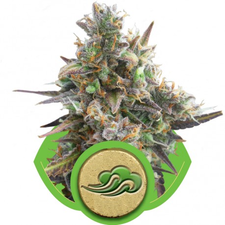 buy cannabis seeds Royal Bluematic