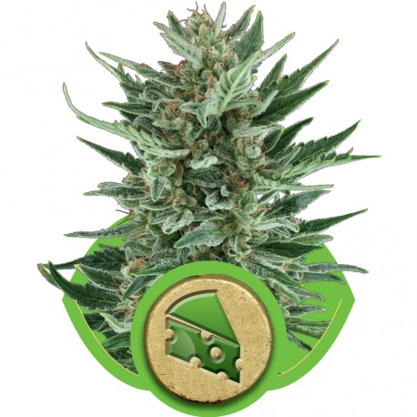 buy cannabis seeds Royal Cheese Automatic