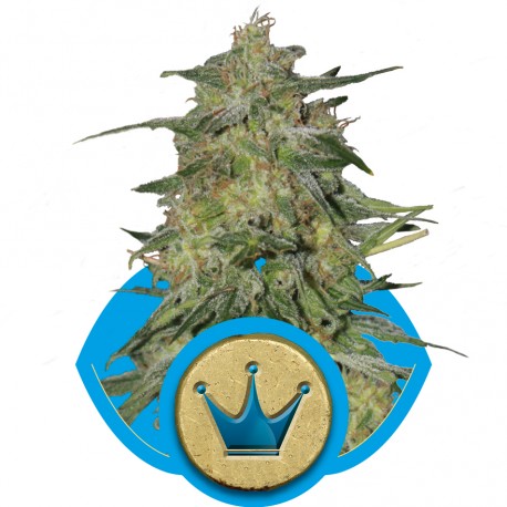 buy cannabis seeds Royal Highness