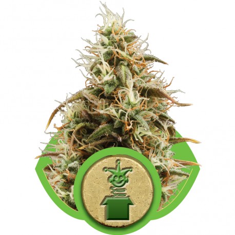buy cannabis seeds Royal Jack Automatic