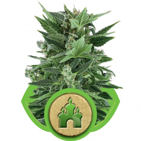 buy cannabis seeds Royal Kush Automatic
