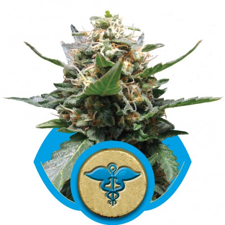buy cannabis seeds Royal Medic