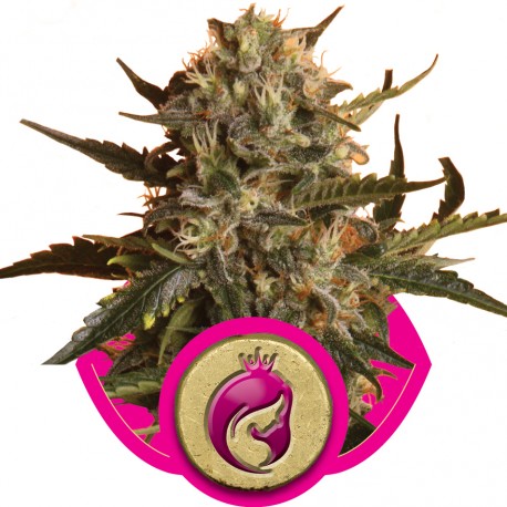 buy cannabis seeds Royal Madre