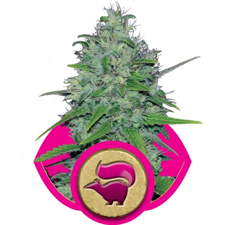 buy cannabis seeds Skunk XL