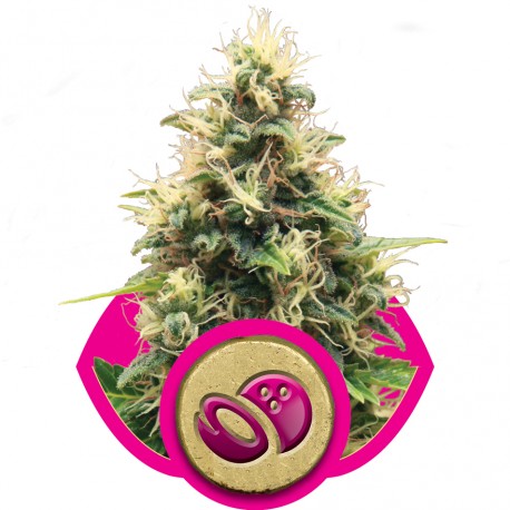 buy cannabis seeds Somango XL