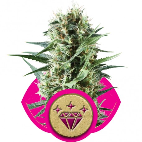 buy cannabis seeds Special Kush #1