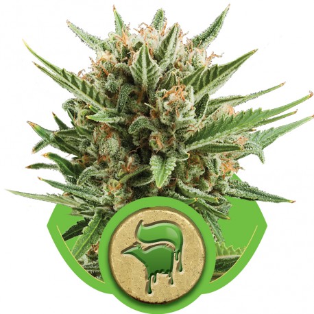 buy cannabis seeds Sweet Skunk Automatic