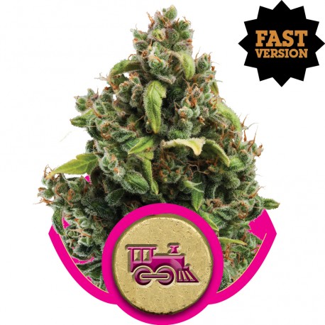 buy cannabis seeds Candy Kush Express Fast V