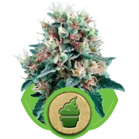 buy cannabis seeds Creamatic