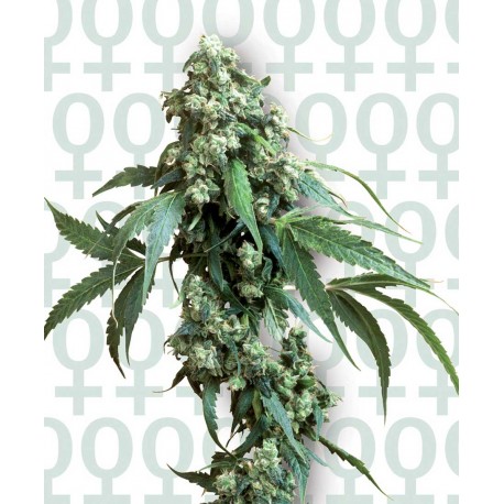 buy cannabis seeds Jack Flash #5
