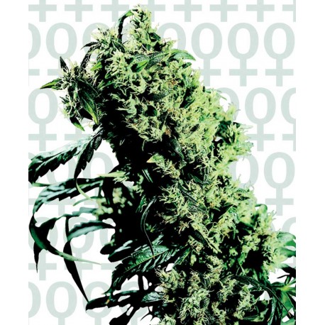 buy cannabis seeds NL#5 x Haze