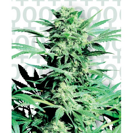 buy cannabis seeds Shiva Skunk
