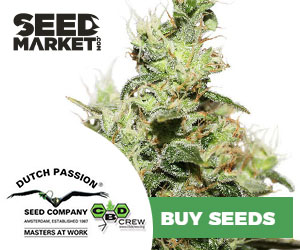 Dutch Passion - Cannabis Seeds