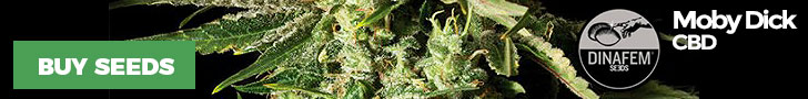 Moby Dick CBD - Dinafem - Cannabiszaden