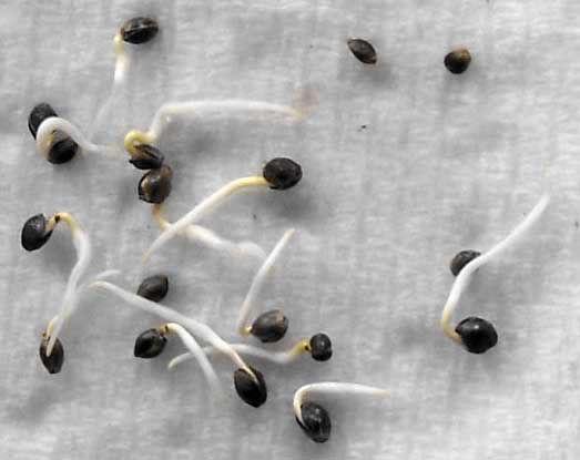 What do seeds need in order to germinate? 