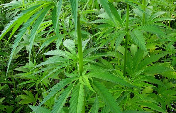Le programme de cannabis légal en Uruguay compte 16 000 acheteurs enregistrés
