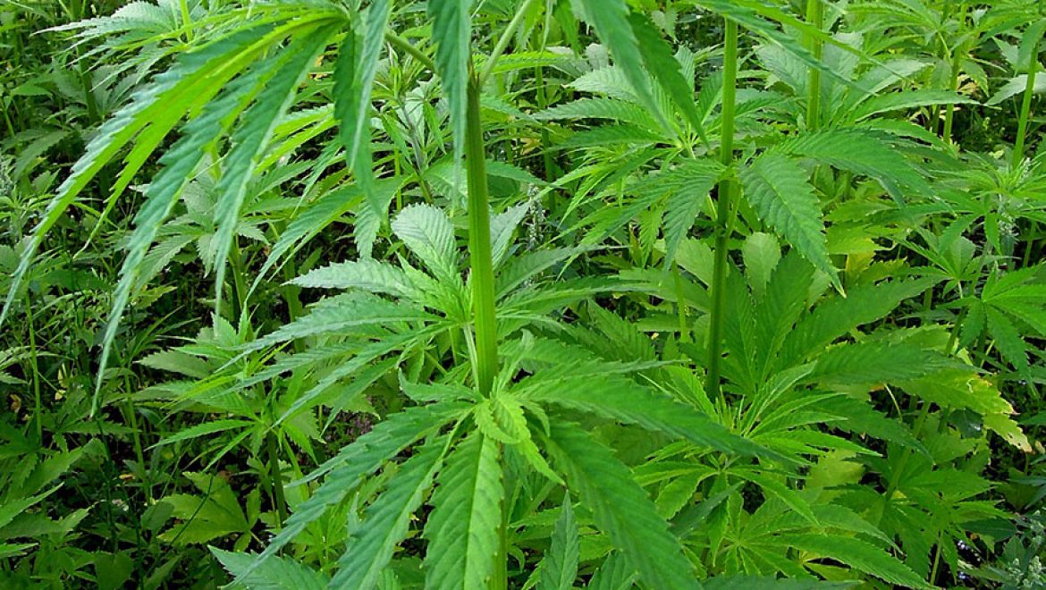 Le programme de cannabis légal en Uruguay compte 16 000 acheteurs enregistrés