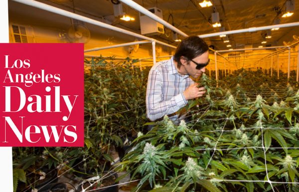 Los Angeles: de nouvelles mesures au sein de l’industrie du cannabis