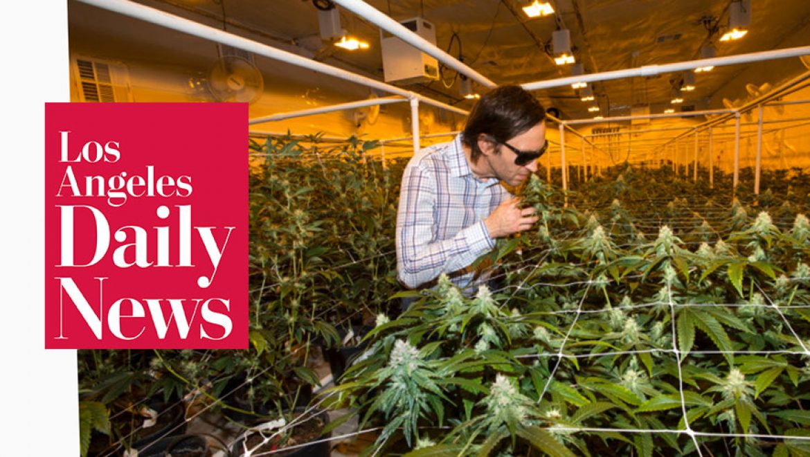 Los Angeles: de nouvelles mesures au sein de l’industrie du cannabis