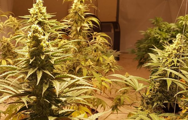 Les 10 variétés de cannabis idéales pour effectuer des croisements.