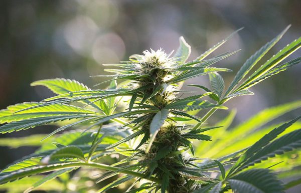 L’Australie donne le feu vert aux exportations de cannabis médical