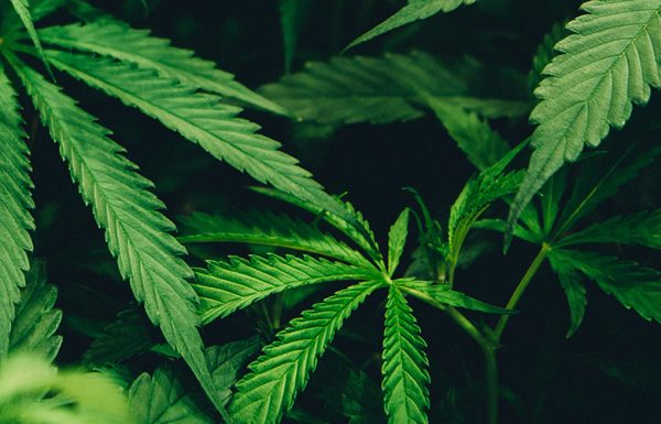Californie: Berkeley devient ville sanctuaire pour les consommateurs de cannabis