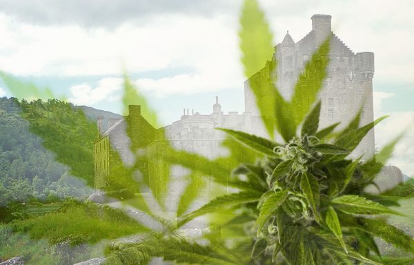 L’Ecosse s’intéresse fortement à la culture de cannabis CBD