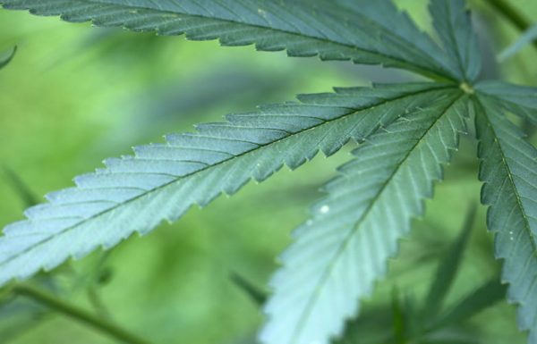 La France prétend réduire les pénalités pour possession de cannabis