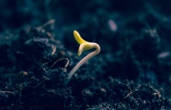 Germinate seeds, that’s how you do it!