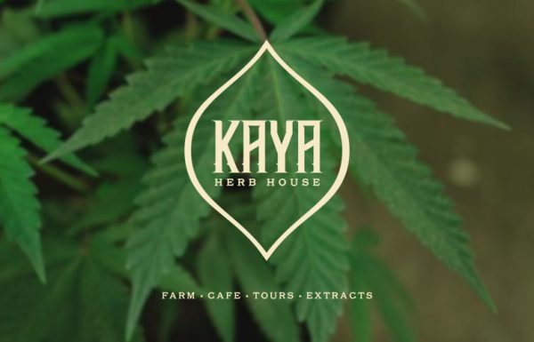 Jamaïque: ouverture du premier dispensaire de cannabis médical à St. Ann